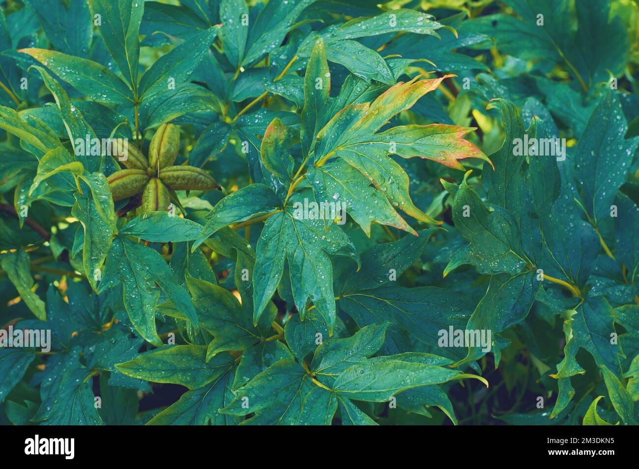Tree peony leaf texture. Leaves Semi-shrub peony texture background. Paeonia suffruticosa. Nature background Stock Photo
