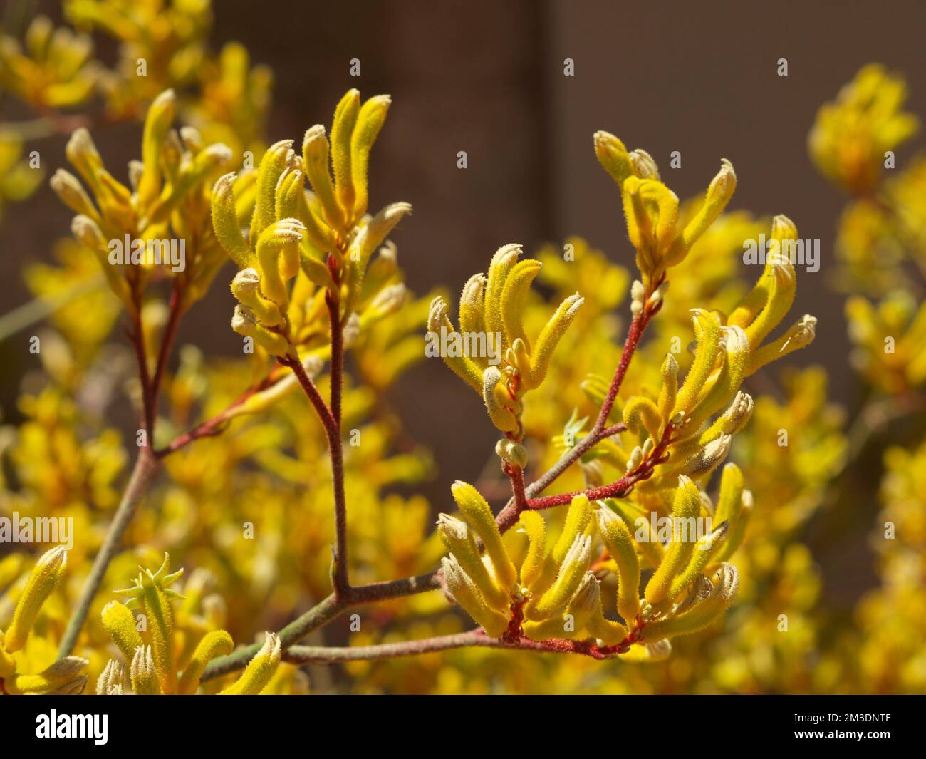 Kangaroo Paw Yellow Flower, Anigozanthos in the garden under the