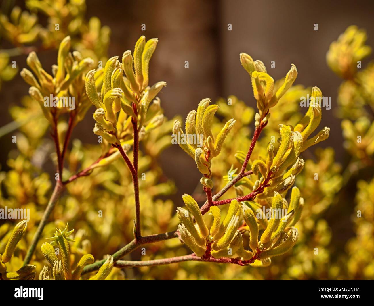 Kangaroo Paw Yellow Flower, Anigozanthos in the garden under the