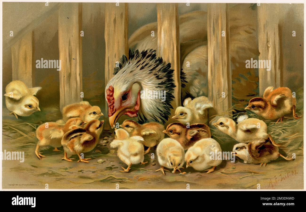 Kluck! Kluck! , Chickens. Louis Prang & Company Collection Stock Photo