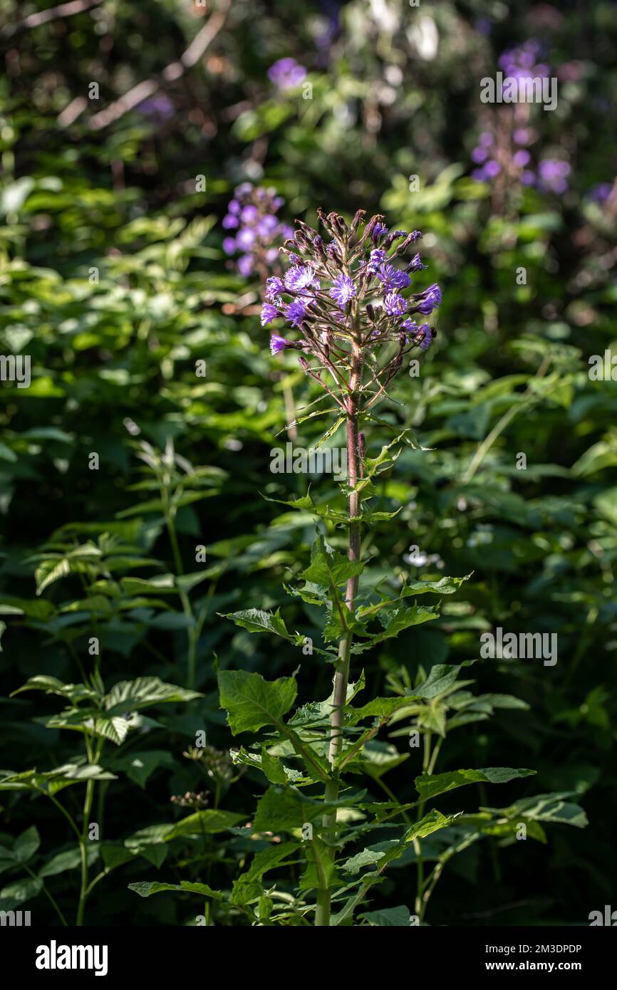 Cicerbita alpina flower growing in mountains, close up Stock Photo