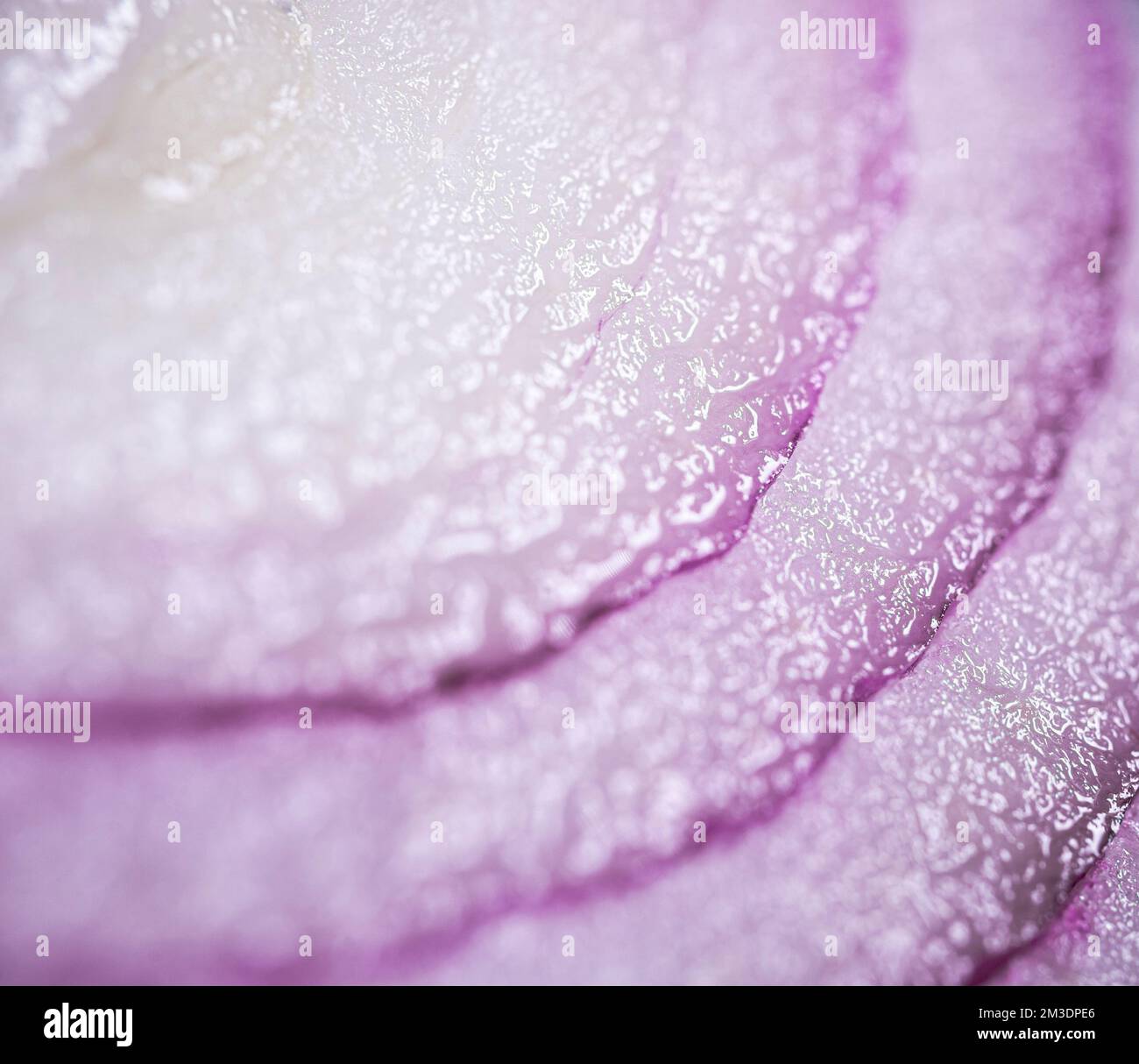 Onion skin in cross section hi-res stock photography and images - Alamy