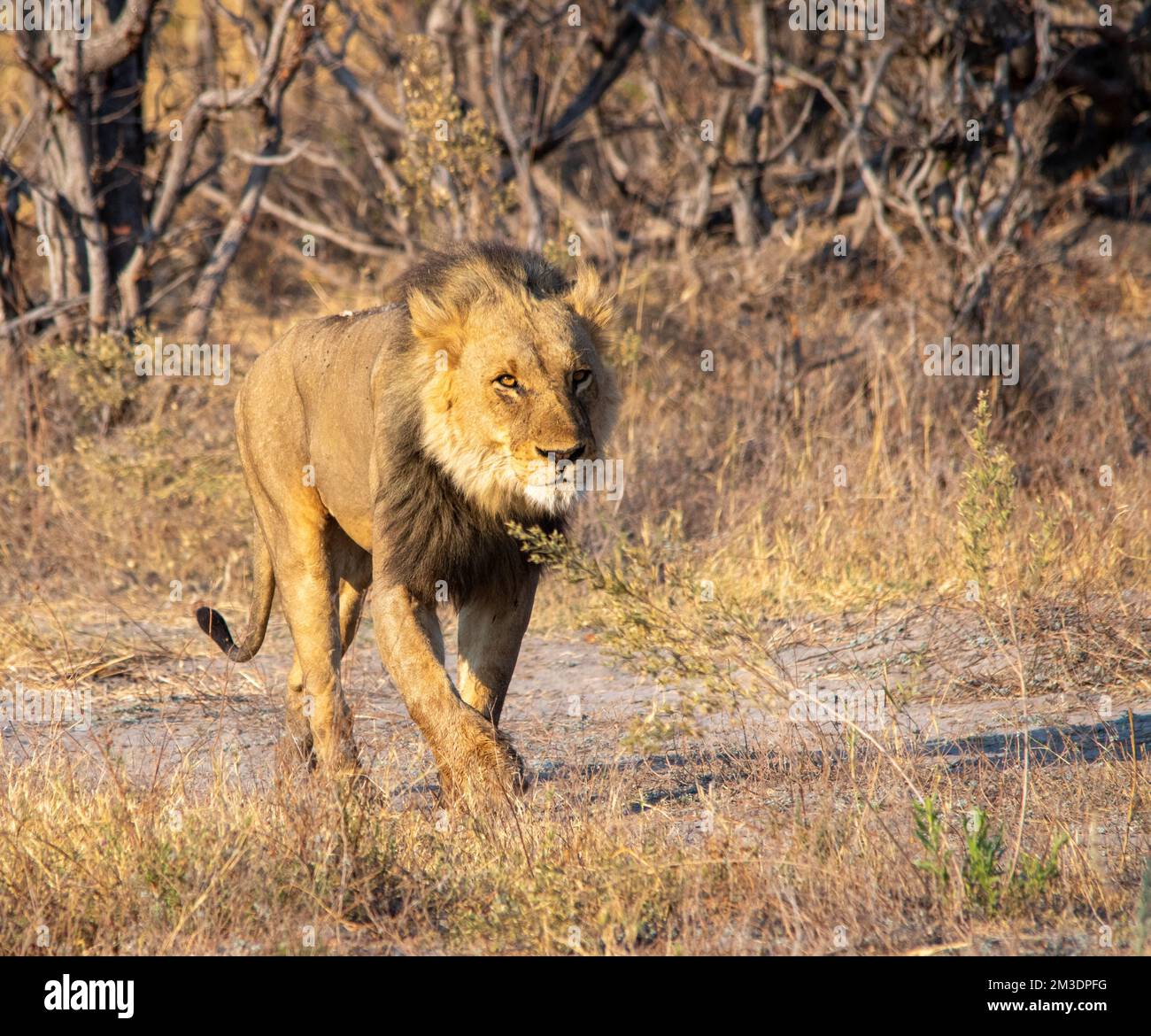 Large male lion walks hi-res stock photography and images - Alamy