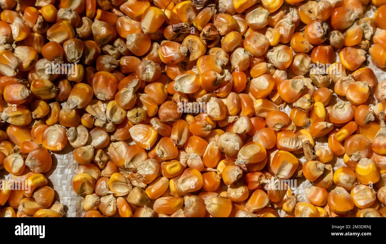 pile of corn kernels as background Stock Photo - Alamy