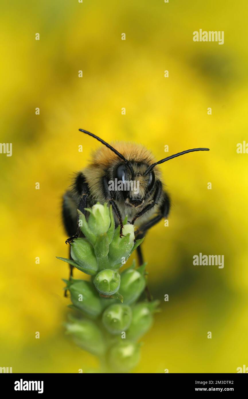 Vertical closeup on a worker brown banded carder bee, Bombus pascuorum, against a yellow blurred background Stock Photo