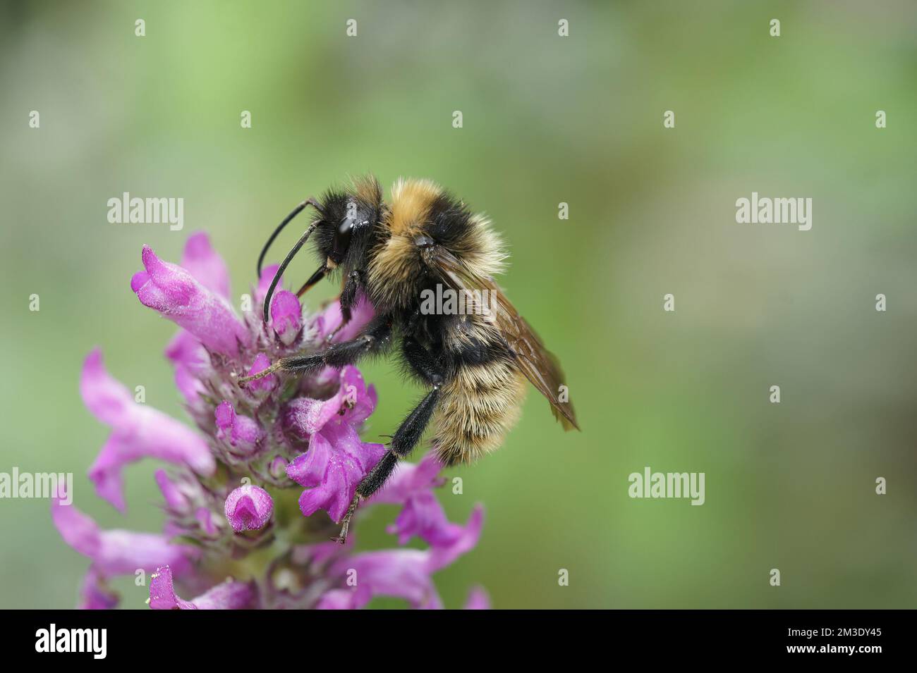 Colorful closeup on a fluffy male Field cuckoo-bee, Bombus campestris a bumblebee parasite , on a purple flower Stock Photo