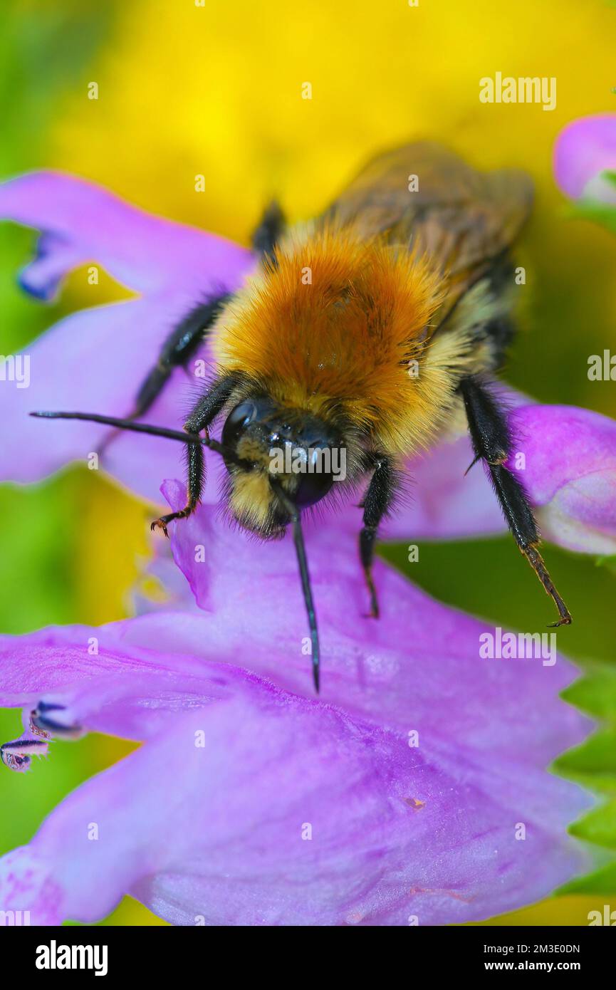 Colorful closeup on a worked brown banded carder bee, Bombus pascuorum, sitting amongst purple and yellow flowers in the garden Stock Photo