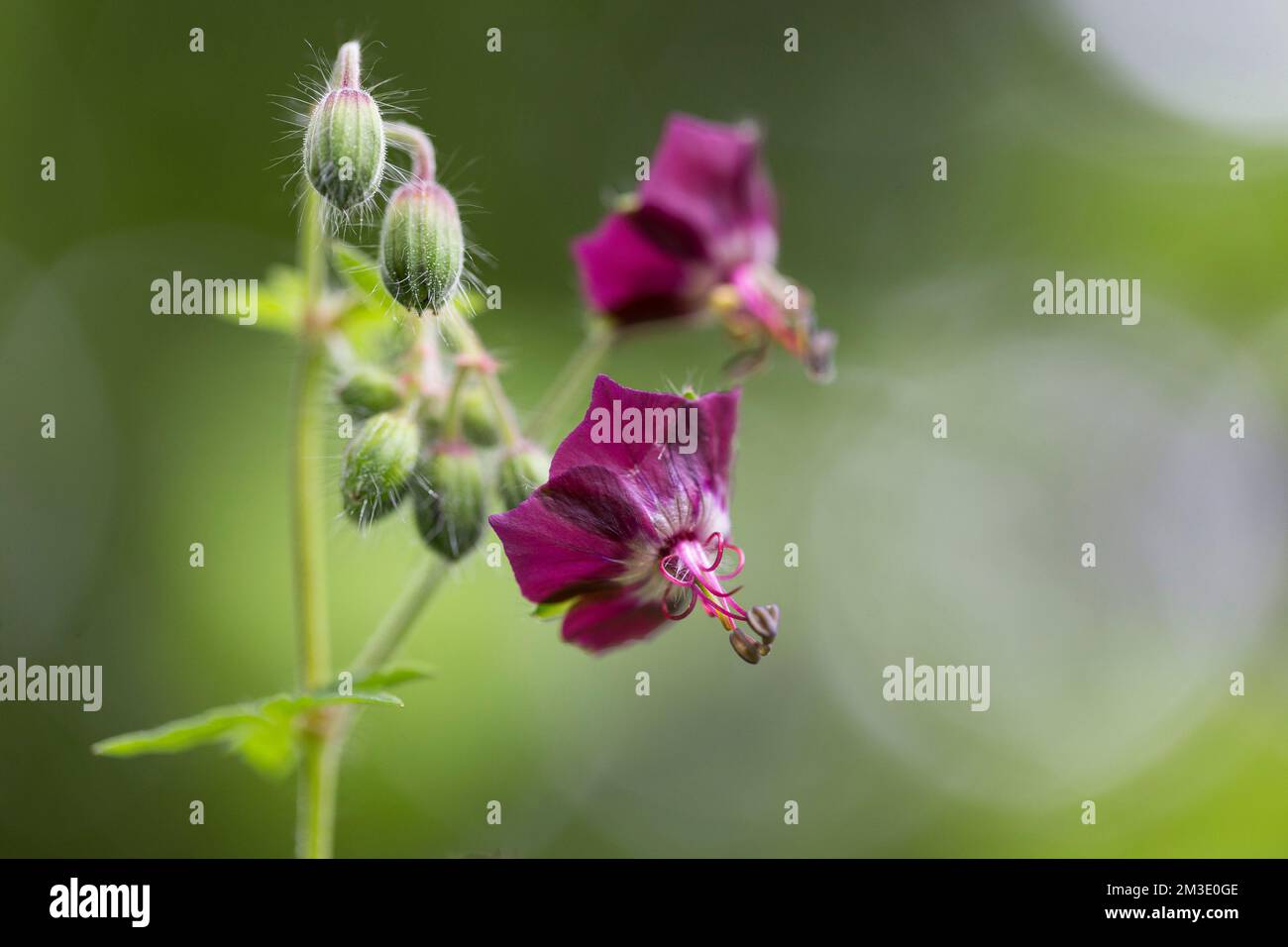 dusky crane's-bill (Geranium phaeum), mourning widow or black widow, is a herbaceous plant species in the family Geraniaceae. Stock Photo