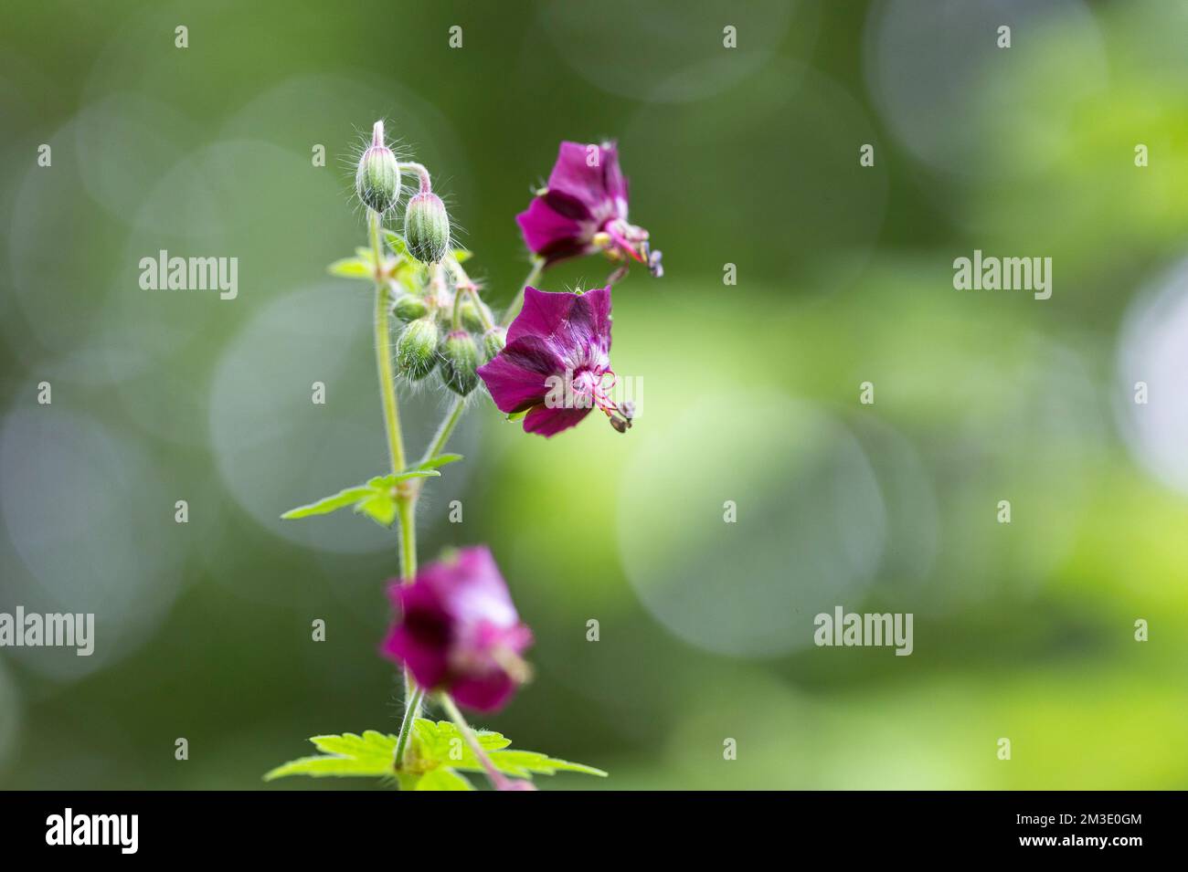 dusky crane's-bill (Geranium phaeum), mourning widow or black widow, is a herbaceous plant species in the family Geraniaceae. Stock Photo