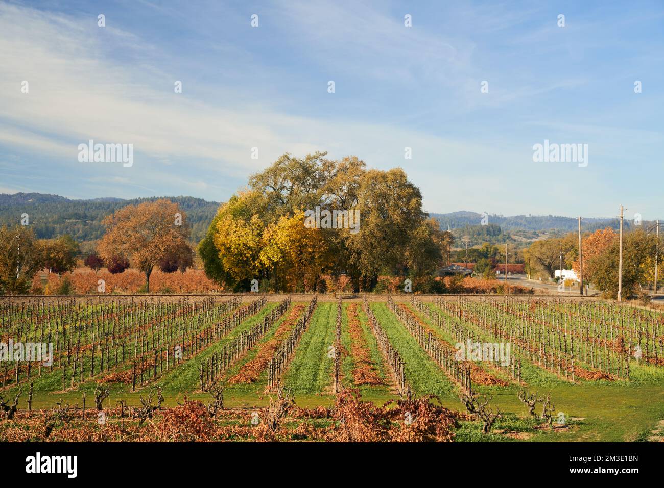 Vineyard in autumn in rural Windsor, California. Stock Photo