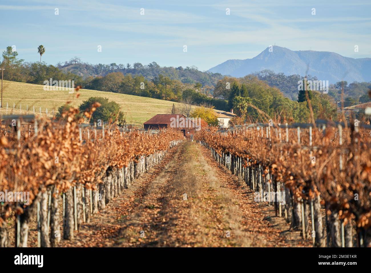 Vineyard in autumn in rural Windsor, California. Stock Photo