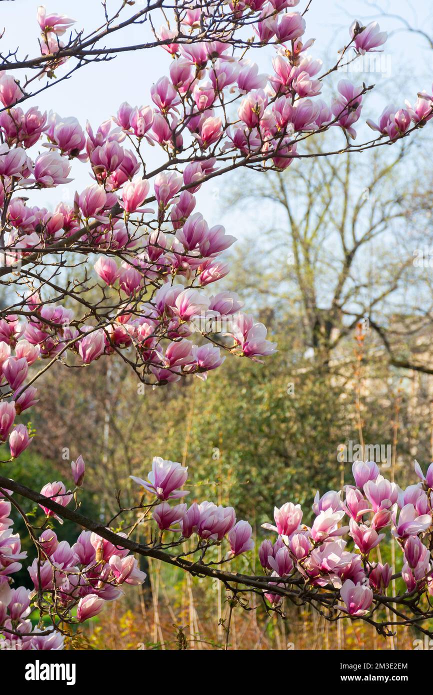 magnolia tree blossoms in the garden. beautiful pink flower on the branch in bright light. nature background in spring Stock Photo