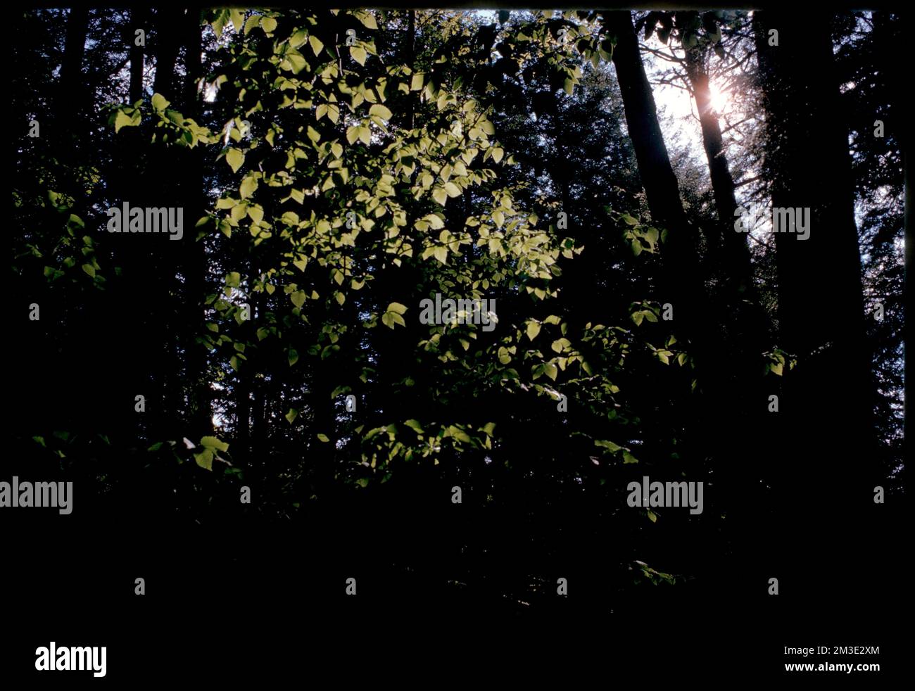 Light on leaves in forest , Leaves, Trees. Edmund L. Mitchell