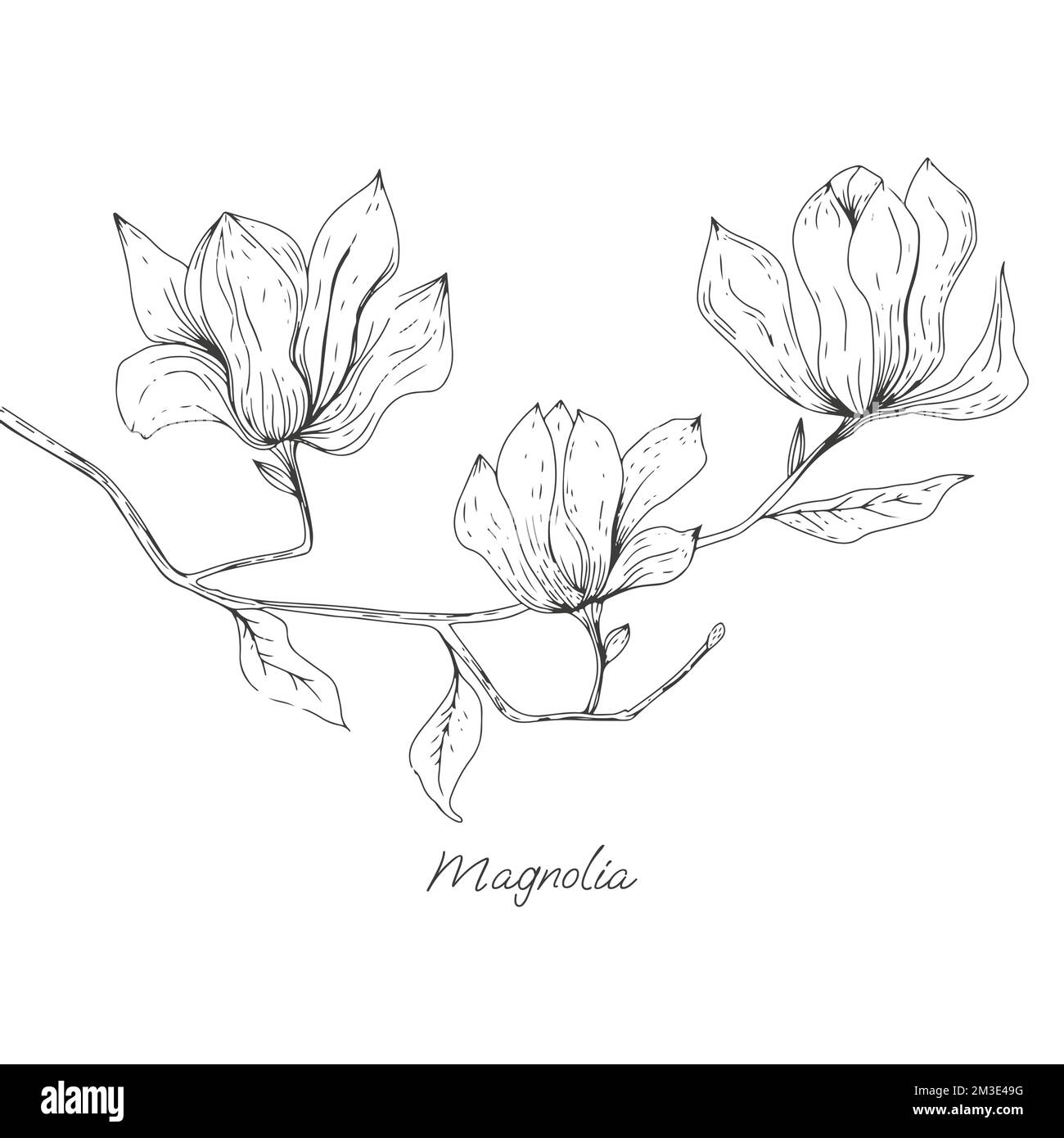 branch with magnolia buds in hand drawn style Stock Vector Image & Art ...
