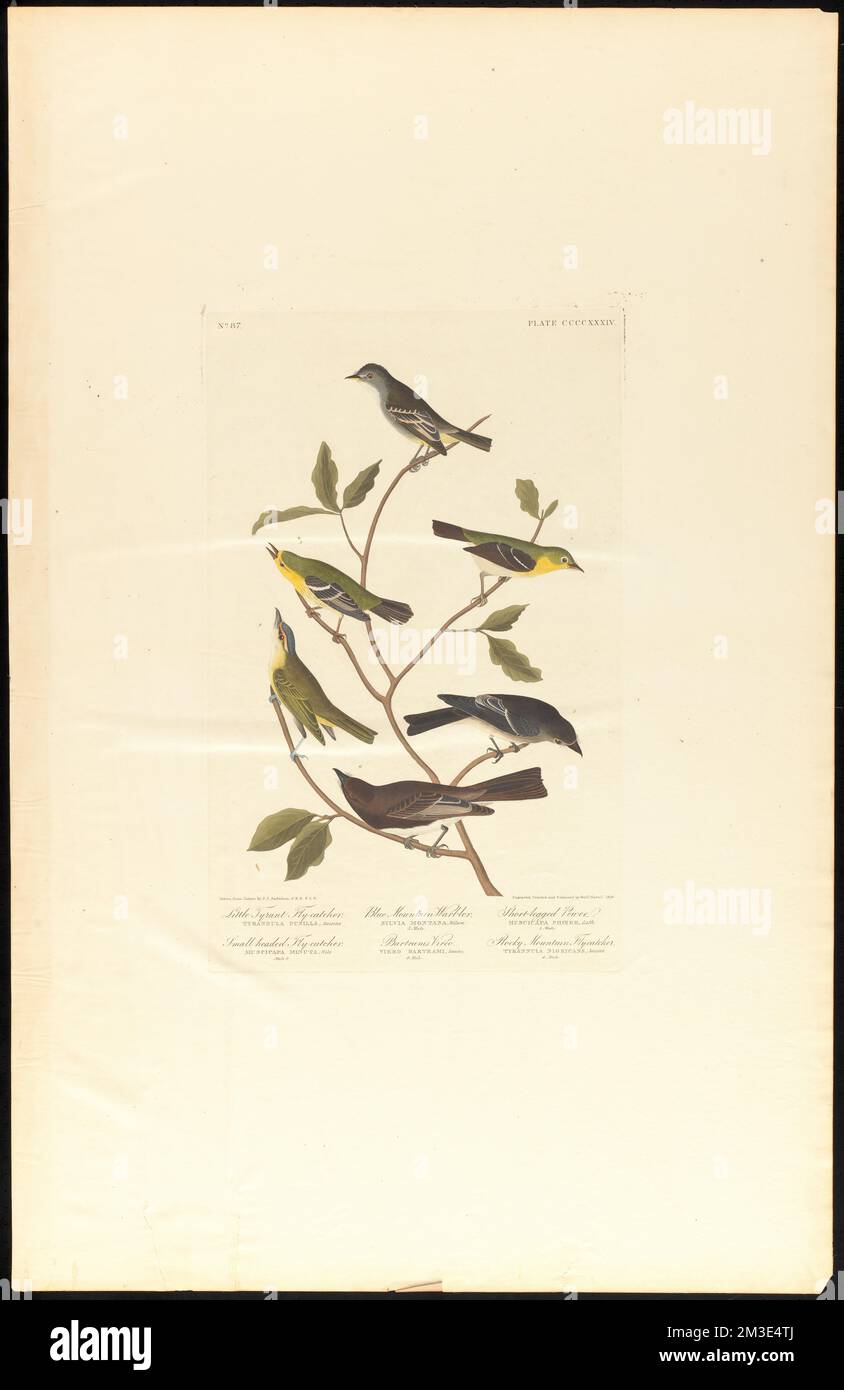 Little tyrant fly-catcher. Small-headed fly-catcher. Blue mountain warbler. Bartram's vireo. Short-legged pewee. Rocky mountain fly-catcher : Tyrannula pusilla, Swains. Muscicapa minuta, Wils. Male, 2. Sylvia montana, Wilson. 3. Male. Vireo bartrami, Swains. 4. Male. Muscicapa phœbe, Lath. 5. Male. Tyrannula nigricans, Swains. 6. Male. c.1 v.4 plate 434 , Birds, Western wood-pewee, Sayornis, Sylvia Birds, Empidonax, Red-eyed vireo. The Birds of America- From Original Drawings by John James Audubon Stock Photo