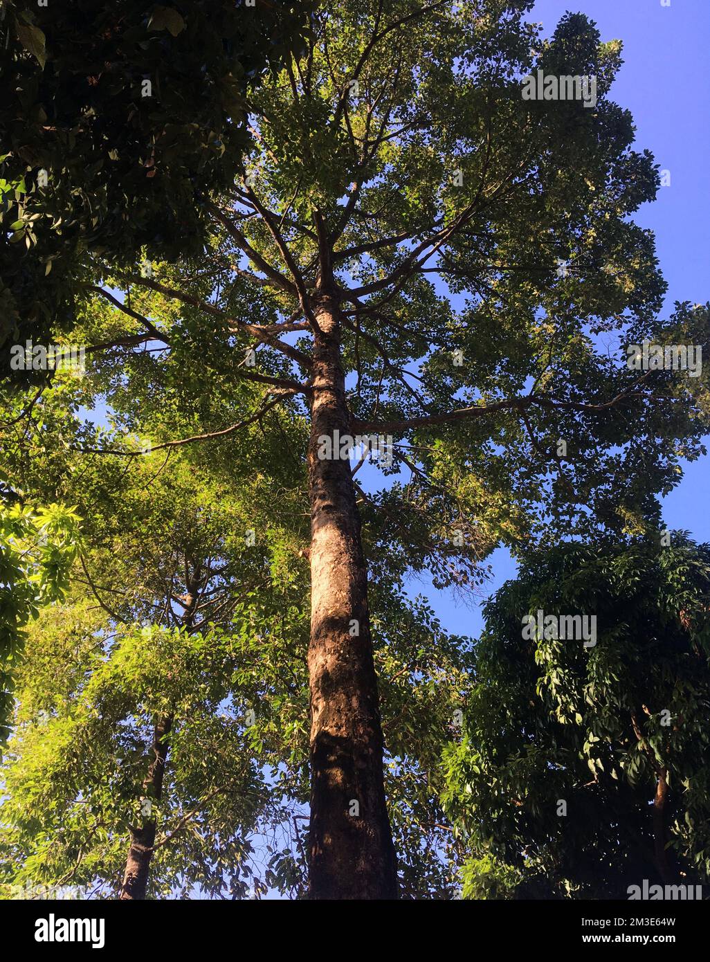 Woods low angle view hi-res stock photography and images - Alamy