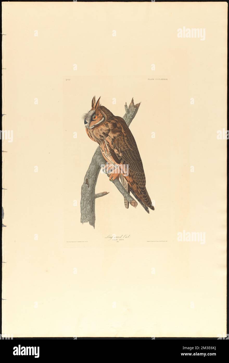 Long-eared owl : Strix otus. Male. c.1 v.4 plate 383 , Owls, Long-eared owl. The Birds of America- From Original Drawings by John James Audubon Stock Photo