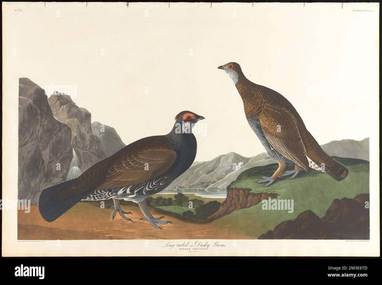 Long-tailed or dusky grous : Tetrao obscurus. Male, 1. Female, 2. c.1 v.4 plate 361 , Grouse, Blue grouse. The Birds of America- From Original Drawings by John James Audubon Stock Photo