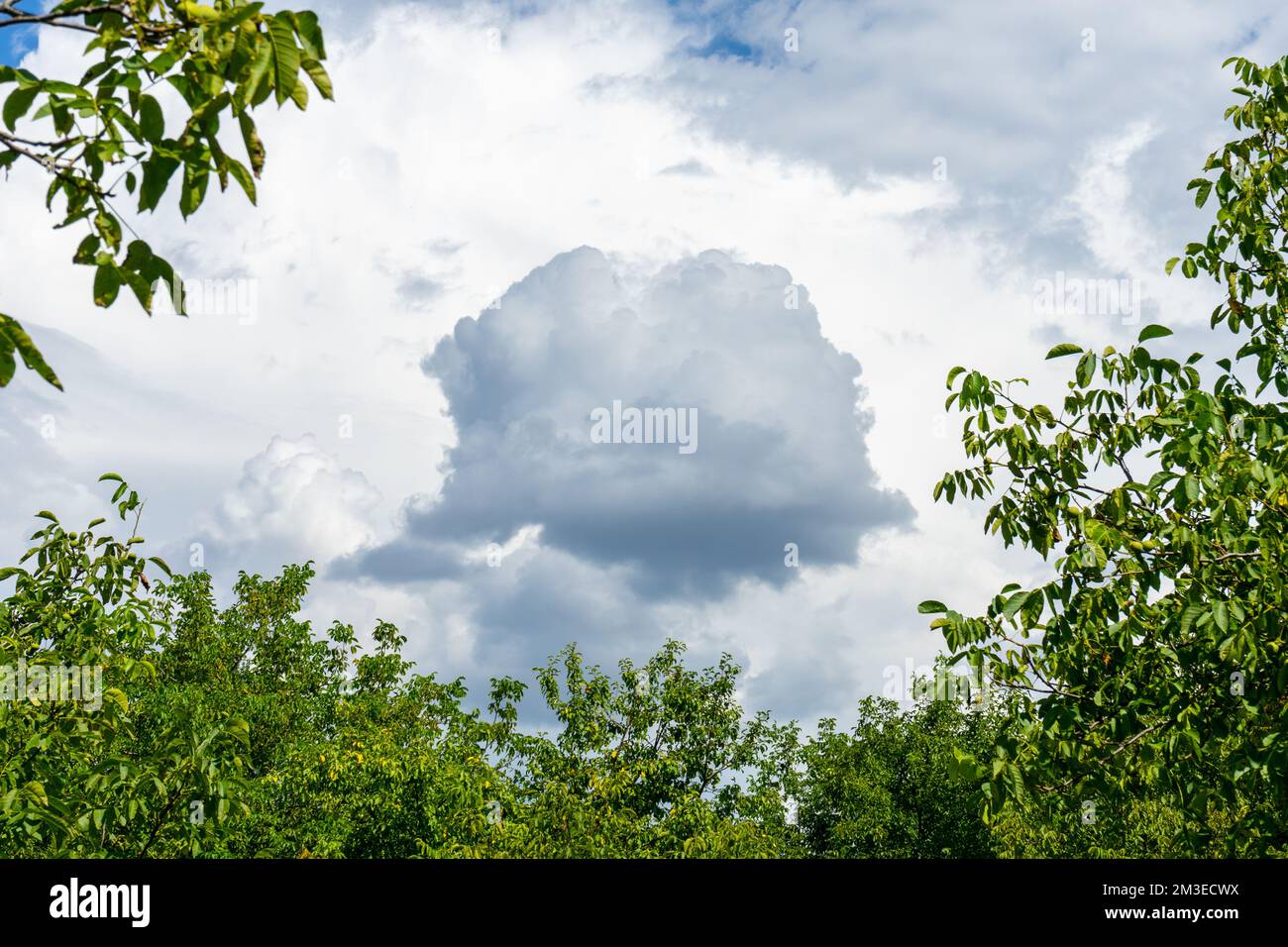 A small black cloud in the white sky is framed by the branches of green trees Stock Photo