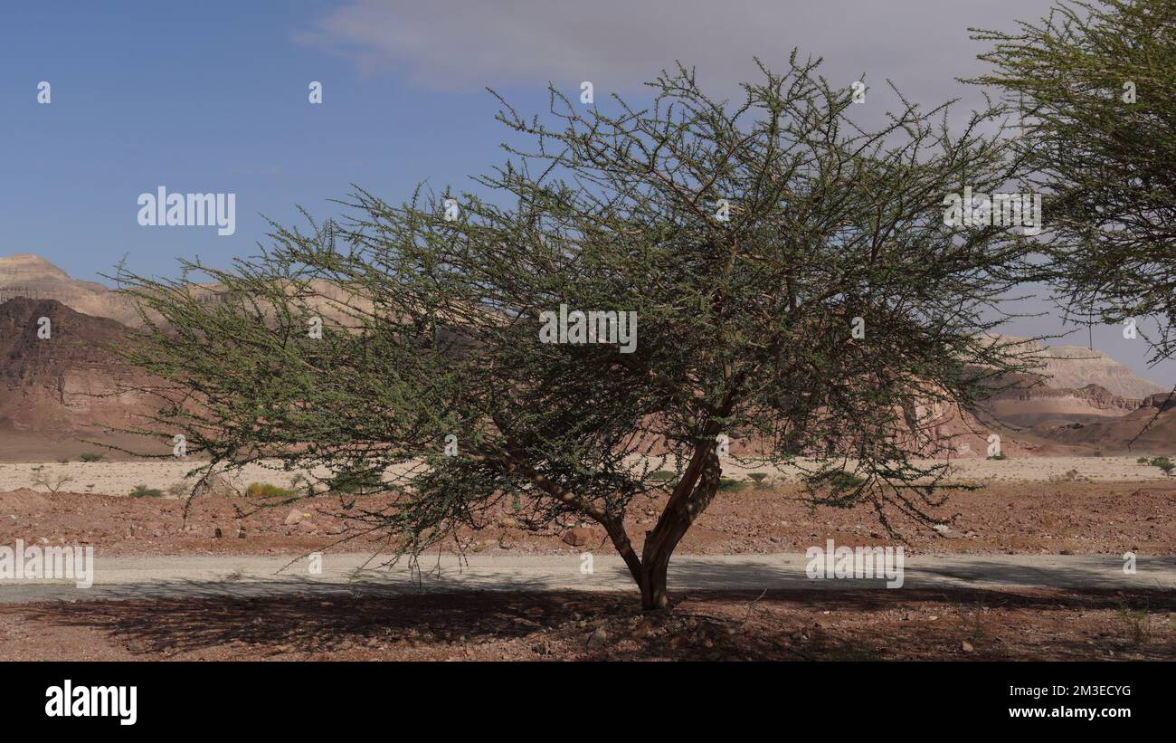 Acacia tree in geological park Timna, Israel Stock Photo Alamy