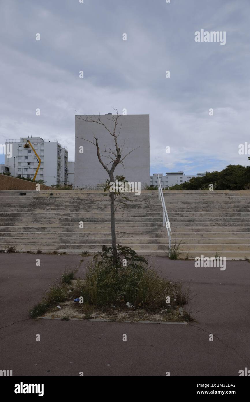 A tree grows in a dreary city Stock Photo