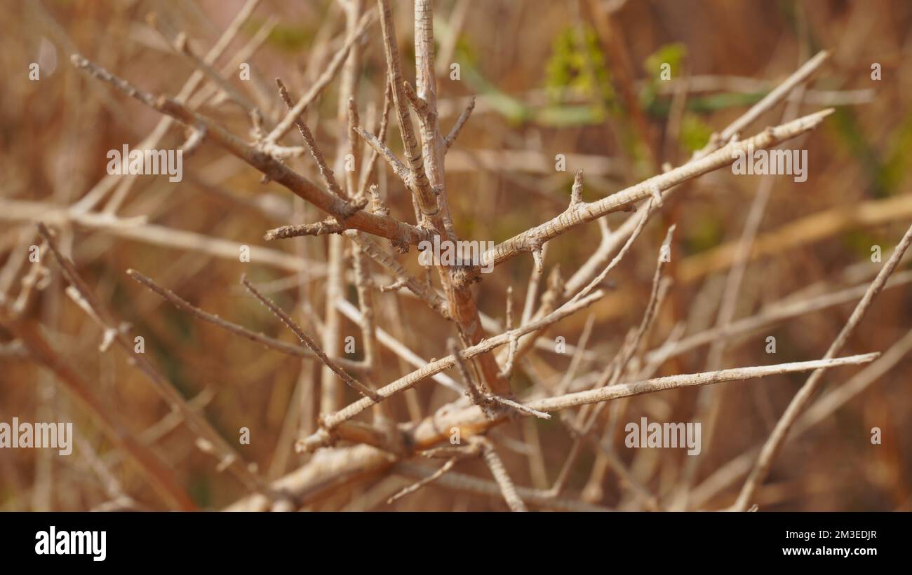 Dry plant in the national geological Timna park, Israel Stock Photo Alamy