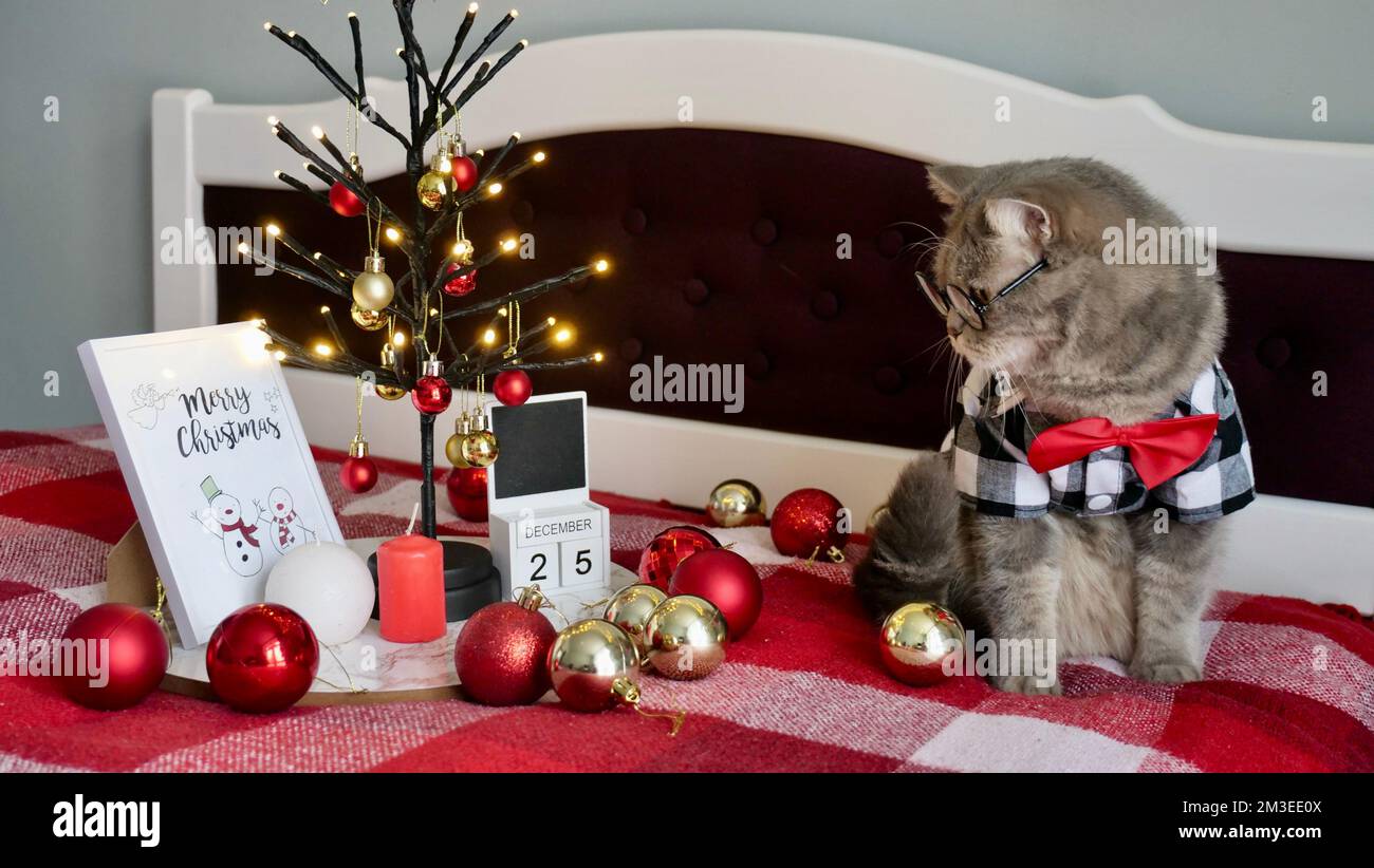 The Scottish straight gray cat at home on the bed itself celebrates a happy Christmas and New Year in a shirt and red tie, glasses a decorative decorated Christmas tree on December 25, 2023. Stock Photo
