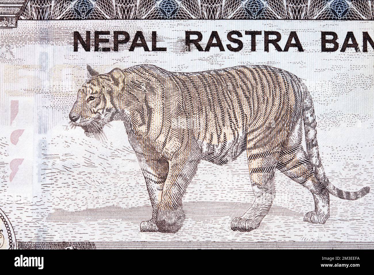 Tiger From Nepalese Money Rupee Stock Photo Alamy tiger-from-nepalese-money-rupee-stock-photo-alamy