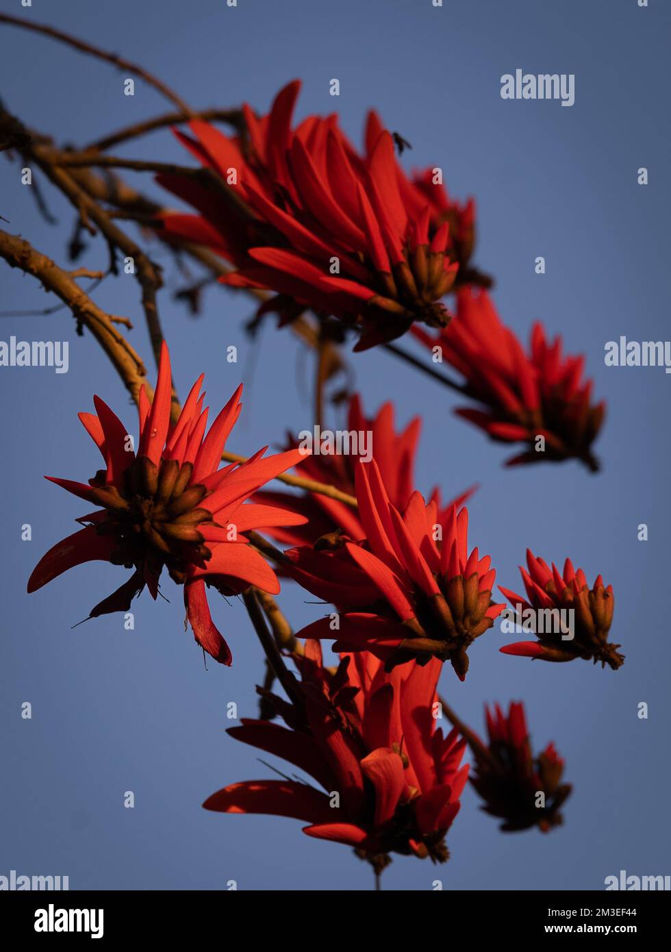 A vertical closeup of red flowers on Erythrina tree on blue background Stock Photo
