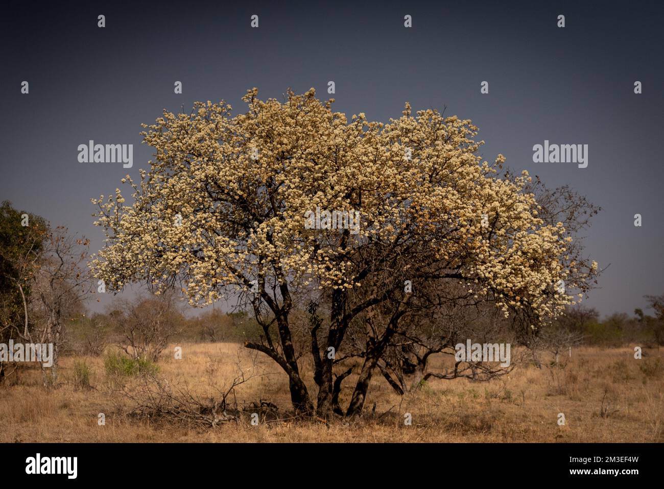 A beautiful wild pear tree in the Bushveld region of South Africa Stock Photo