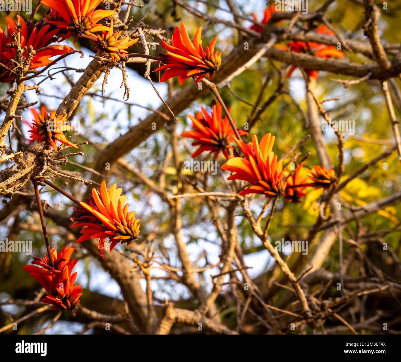 A selective focus shot of red flowers on Erythrina tree in the garden Stock Photo