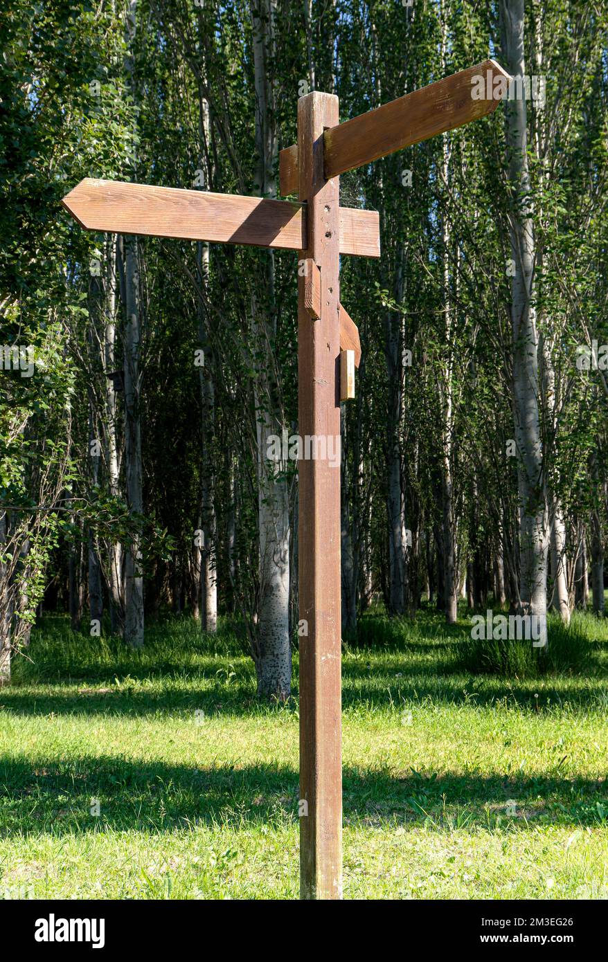 Blank signpost in a poplar forest. Wooden directional arrow signs. Sunny day Stock Photo