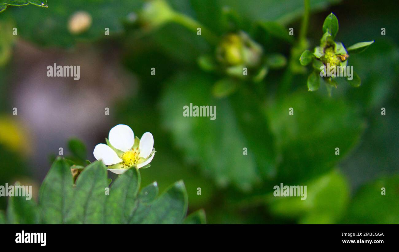 Unripe strawberry fruit hi-res stock photography and images - Alamy