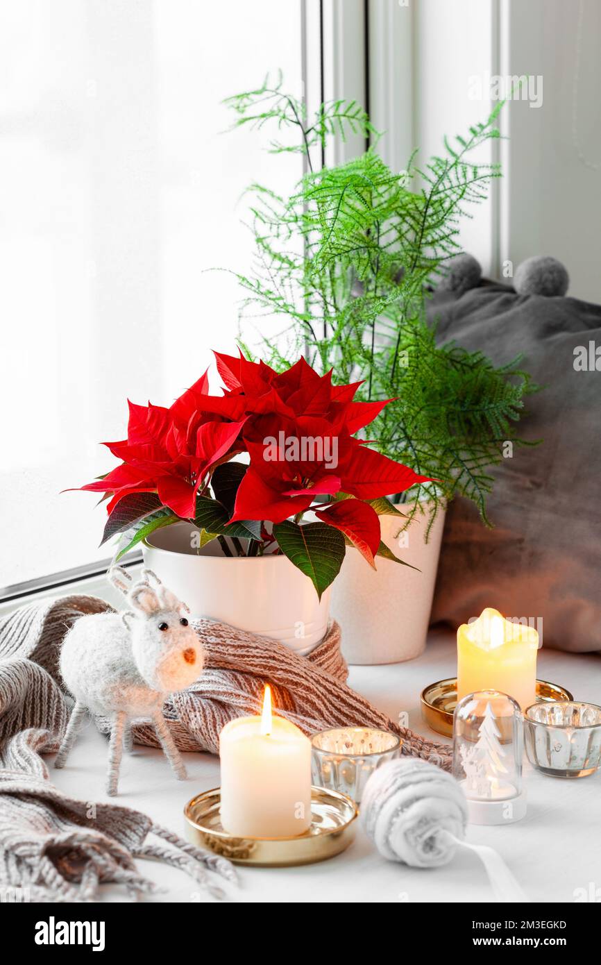 white cozy window arrangement, winter christmas concept, poinsettia flower, candles lights Stock Photo