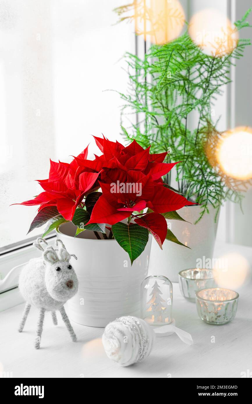 white cozy window arrangement, winter christmas concept, poinsettia flower, candles lights Stock Photo