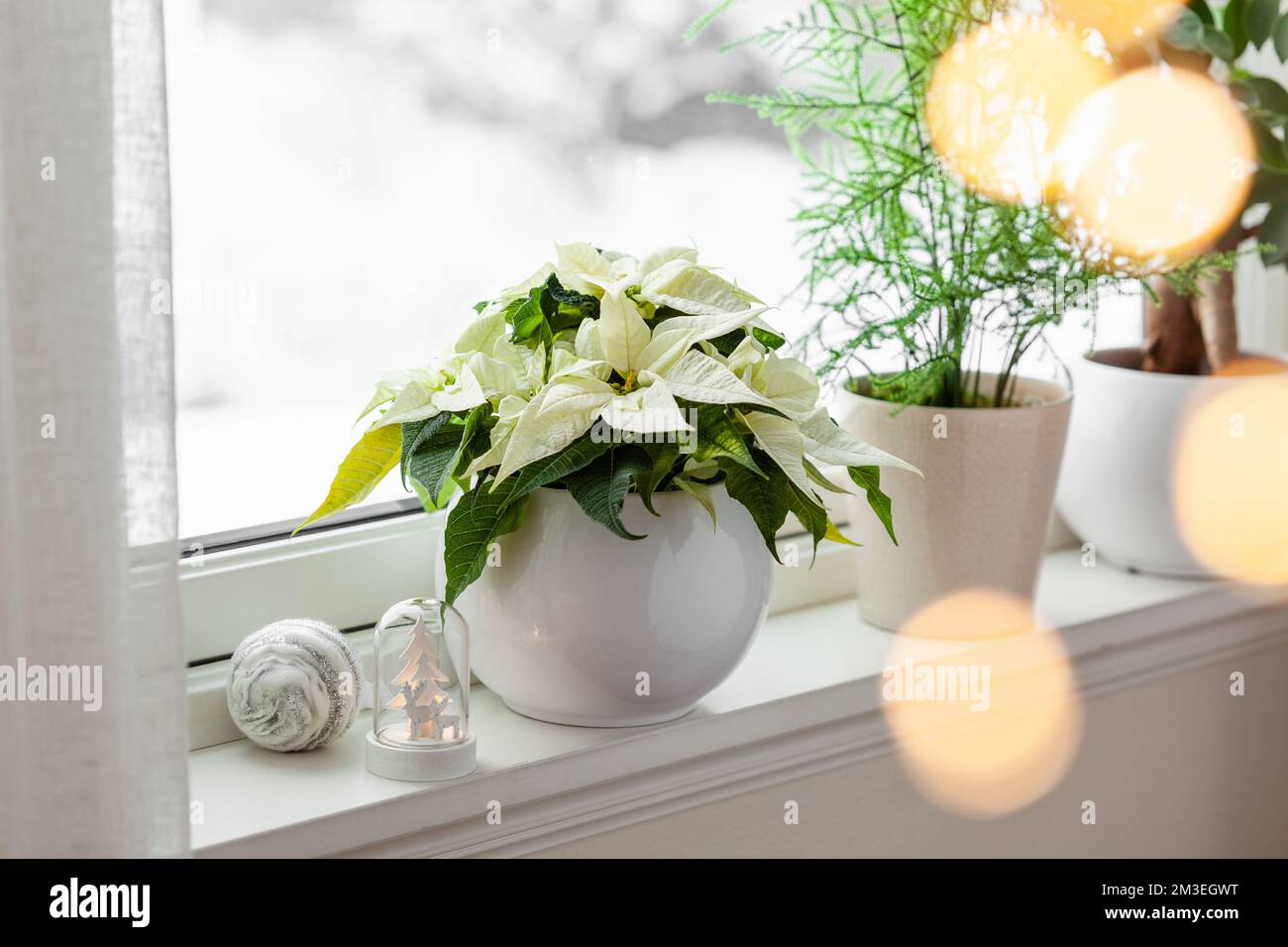 white cozy window arrangement, winter christmas concept, poinsettia flower, lights Stock Photo