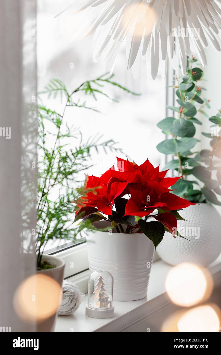 white cozy window arrangement, winter christmas concept, red poinsettia flower, lights Stock Photo