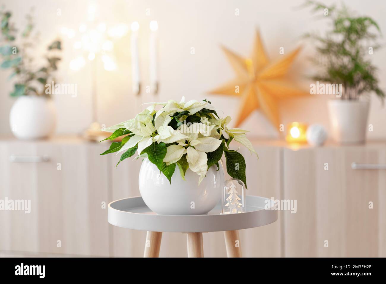 festive cozy interior arrangement, winter christmas concept, white poinsettia flower, lights Stock Photo