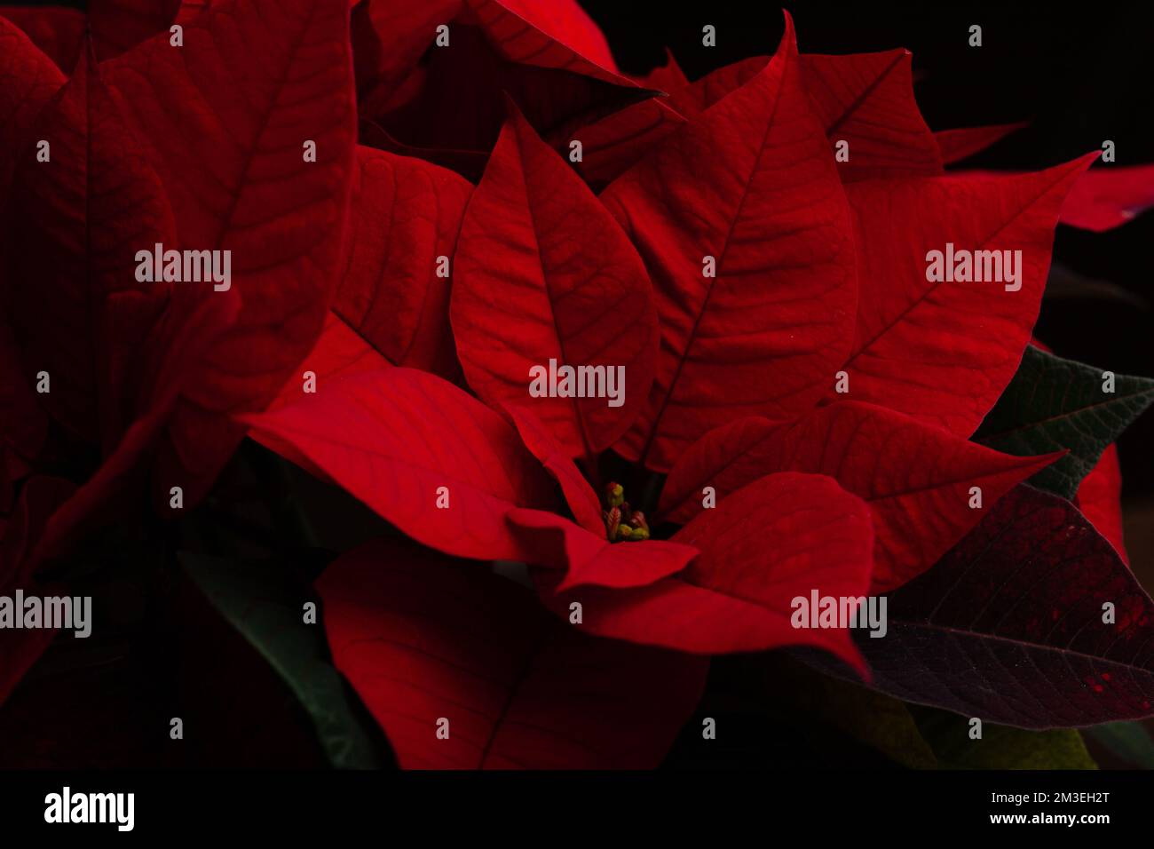 red poinsettia flower closeup on dark background, winter christmas concept Stock Photo
