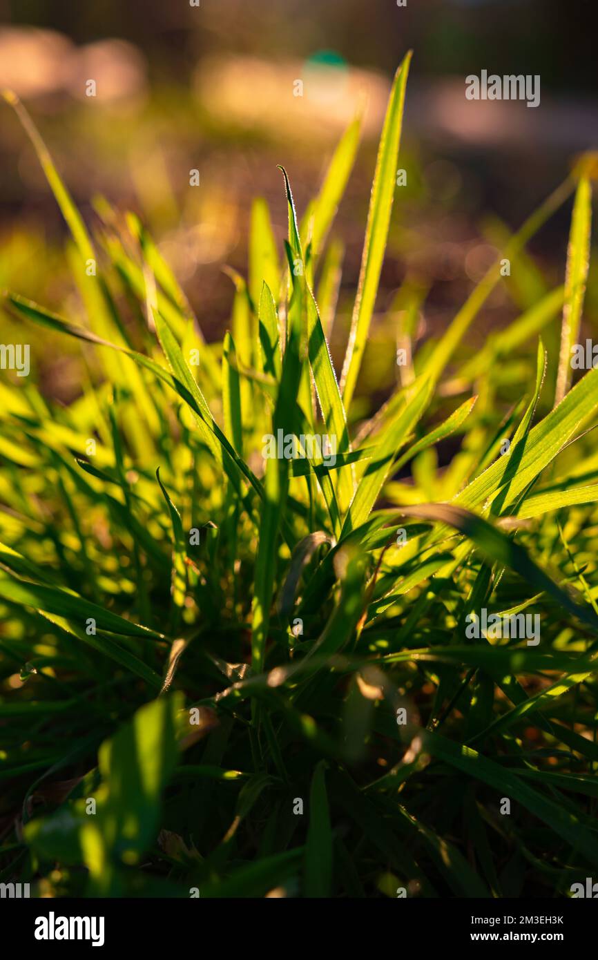 Grasses or crops. Carbon net zero or carbon neutrality concept vertical photo. Selective focus. Stock Photo
