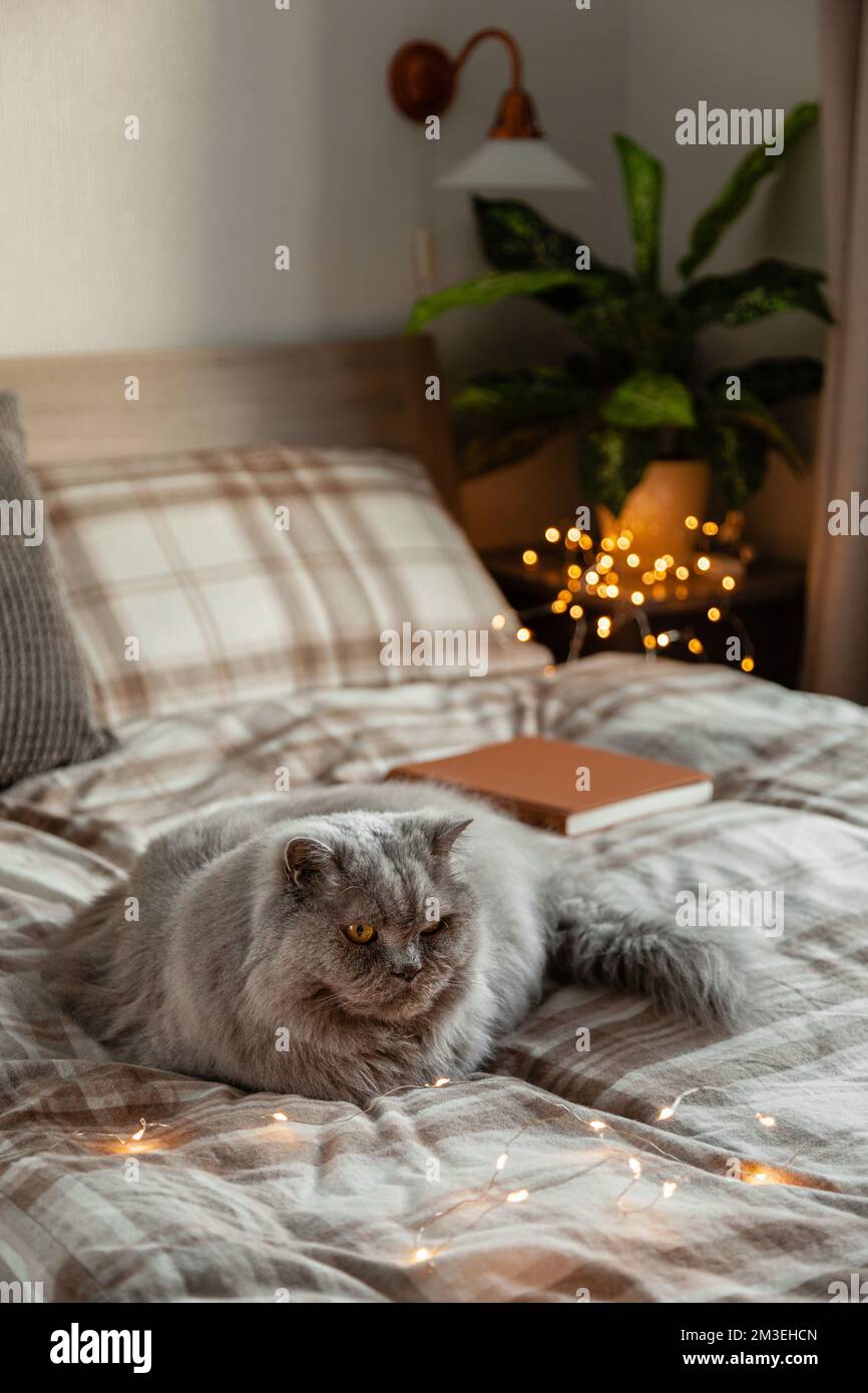 a fluffy grey british longhair cat relaxing on bed in bedroom, autumn or winter cozy bedroom concept Stock Photo