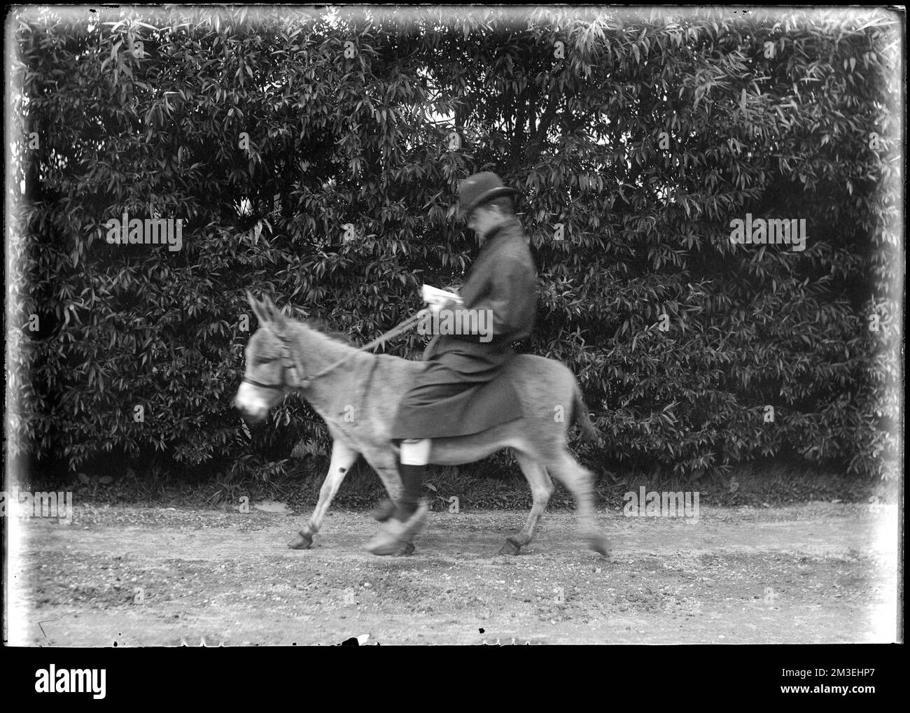 Man riding C. W. Parker's donkey 'Bessie,' Marblehead, MA , Donkeys. Herman Parker Collection Stock Photo