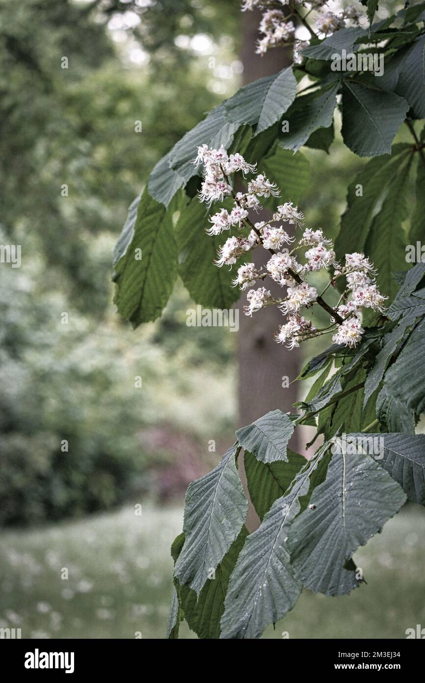 chestnut blossom on the branch of a chestnut tree. White flowers on the dagger. Spring time in the park. Flower photo from nature Stock Photo