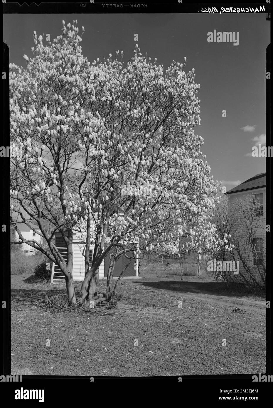 Manchester, Mass. , Dwellings, Trees. Samuel Chamberlain Photograph ...