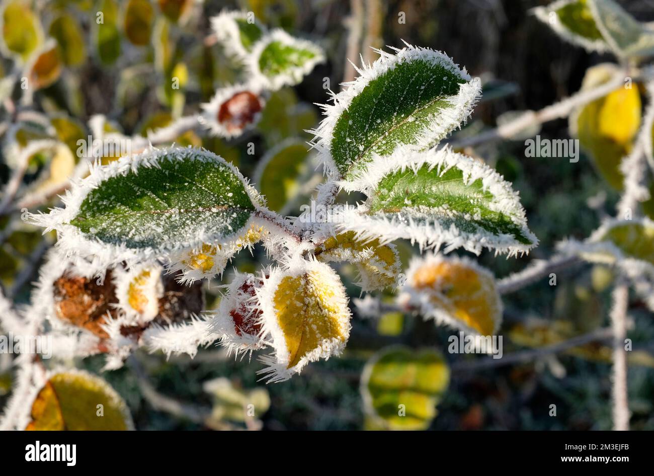 Garden leaves frost hi-res stock photography and images - Alamy