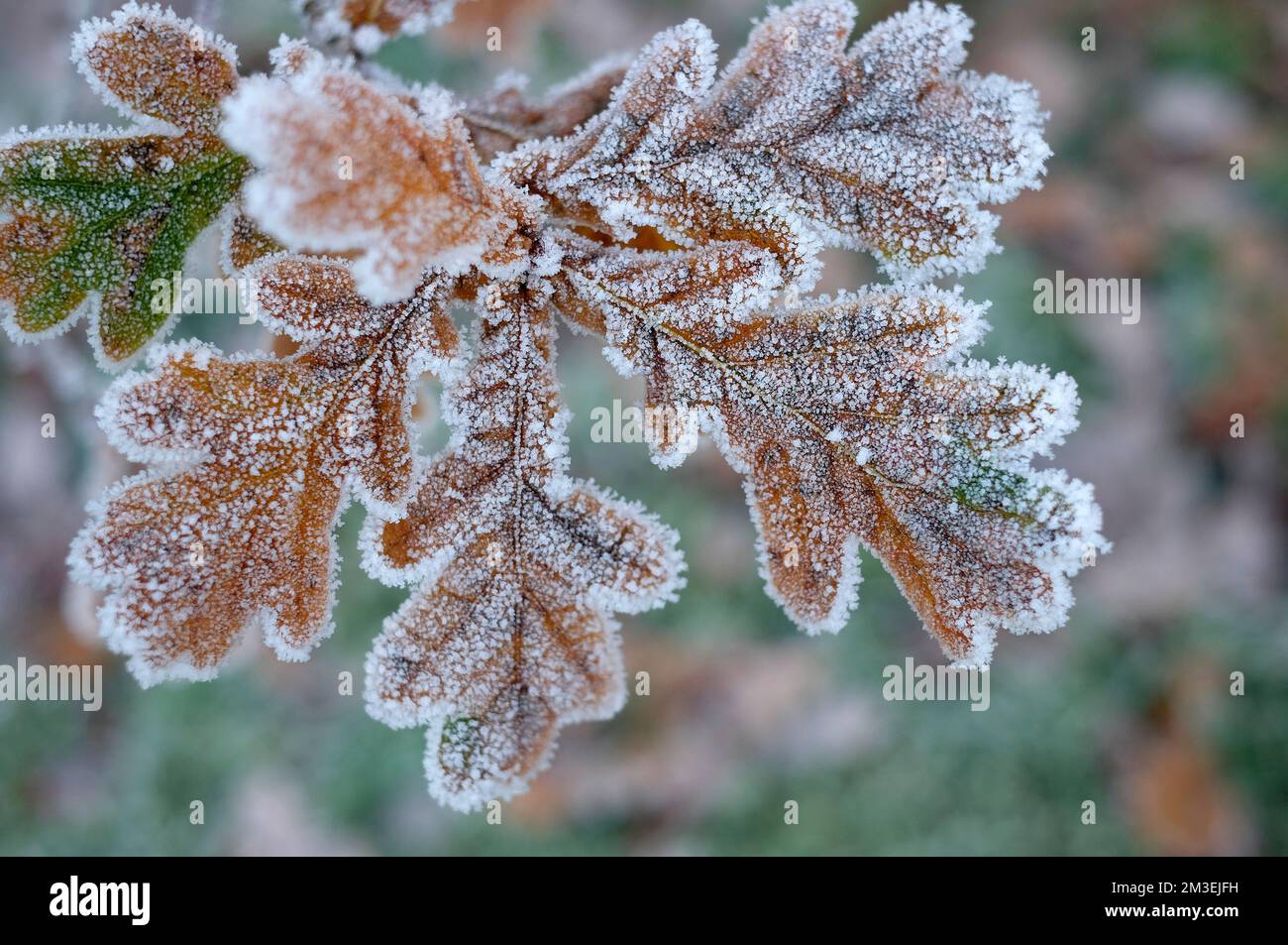 Frost oak tree hi-res stock photography and images - Alamy