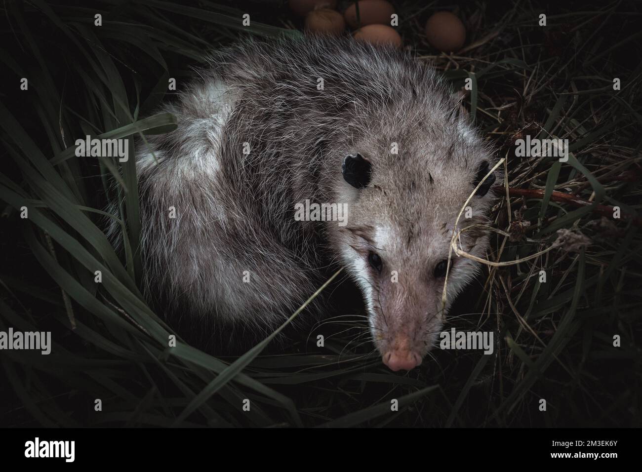 A top view of an opossum in a nest Stock Photo Alamy