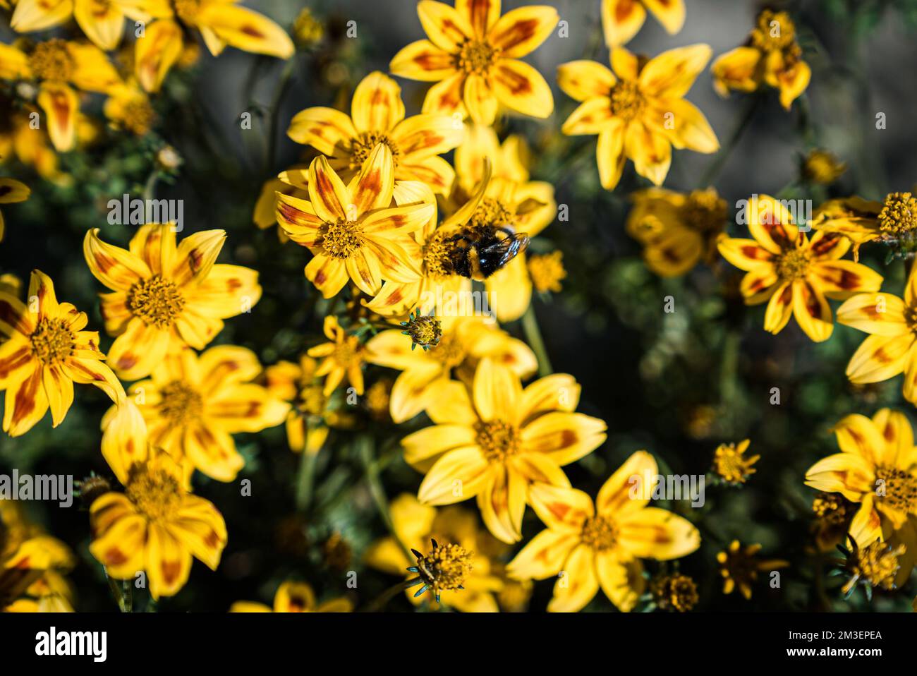 Bee on summer flower closeup Stock Photo
