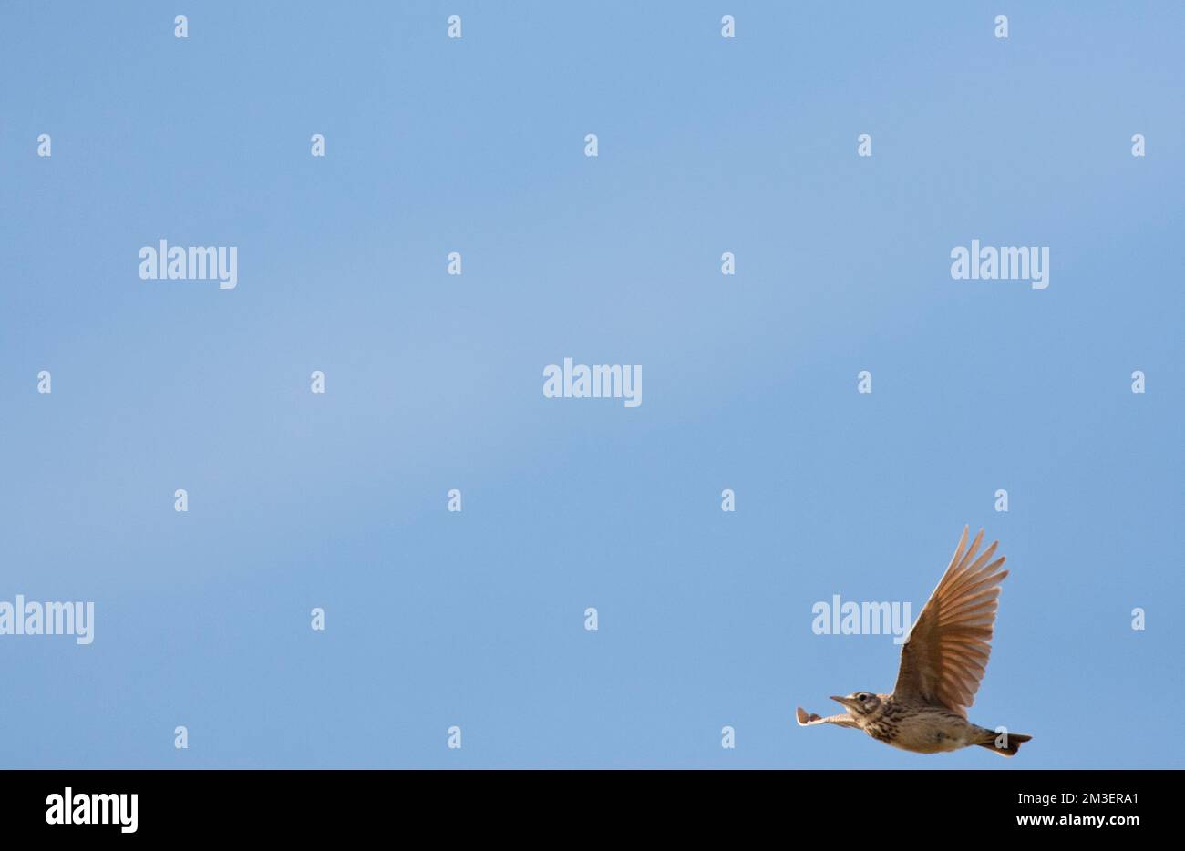 Kuifleeuwerik, Common Crested Lark, Galerida cristata Stock Photo