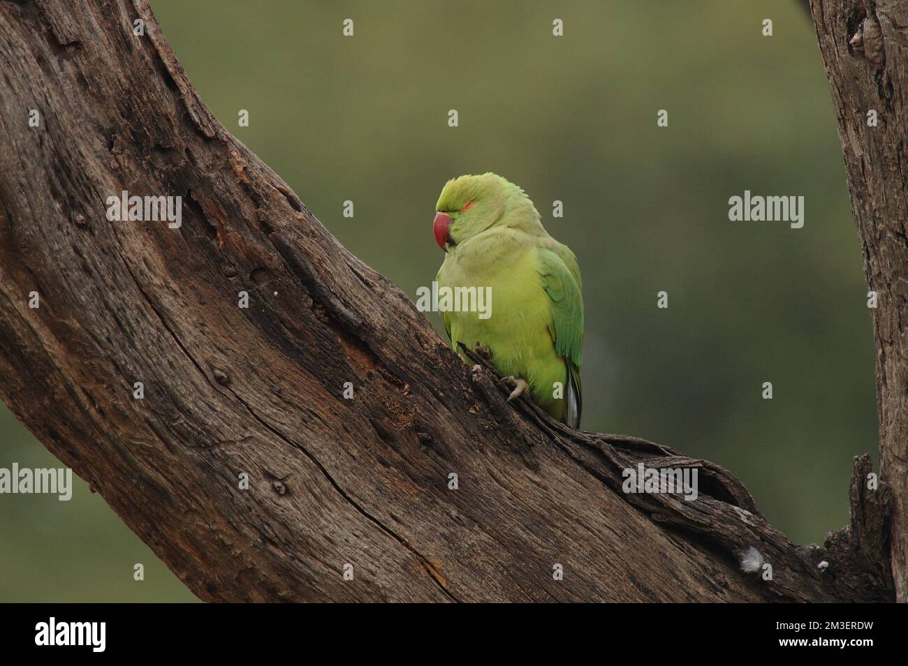 Halsbandparkeet hi-res stock photography and images - Alamy